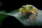 Glass frog, žába