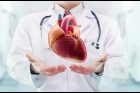 Kardiolog a srdce (ilustr. obr.)