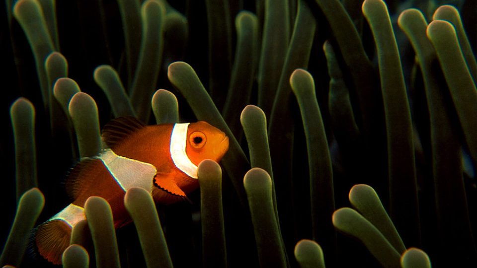Podmořský svět často připomíná film Hledá se Nemo