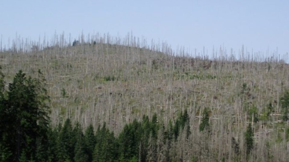 Uschlé stromy na Šumavě