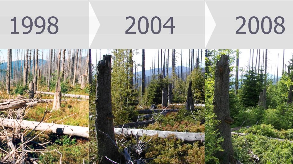 10 let vývoje lesa po kůrovcové kalamitě