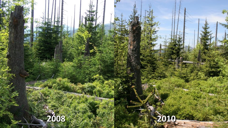 Vývoj lesa po kůrovcové kalamitě v bezzásahové oblasti NP Bavorský les, 1160 m n.m., 2 km západně od vrcholu Luzného. (vrchol na obzoru: Velký Roklan)