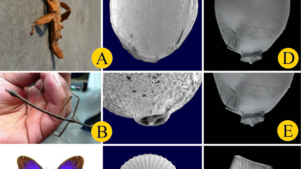 Obrázek ukazuje jak jsou hmyzí vajíčka (A - Extatosoma tiaratum; B - Lonchodes brevipes; C - Eryphanis polyxena) a jejich detaily podobná Palaeoladrovandě splendens (označená písmeny D, E, F).