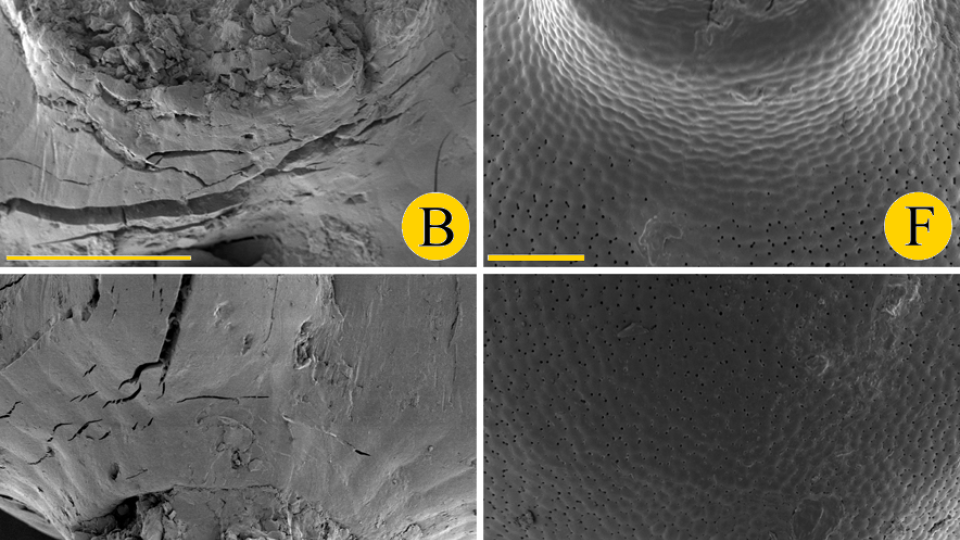 Obrázek jasně ukazuje rozdíly mezi fosilní Palaeoaldrovandou splendens (A-D) a semenem masožravé rostliny Aldrovanda vesikulosa (E-H). Žlutá čárka v rohu je měřítko, označující velikost 0,1 mm. Všechny fotografie byly pořízeny elektronovým mikroskopem.