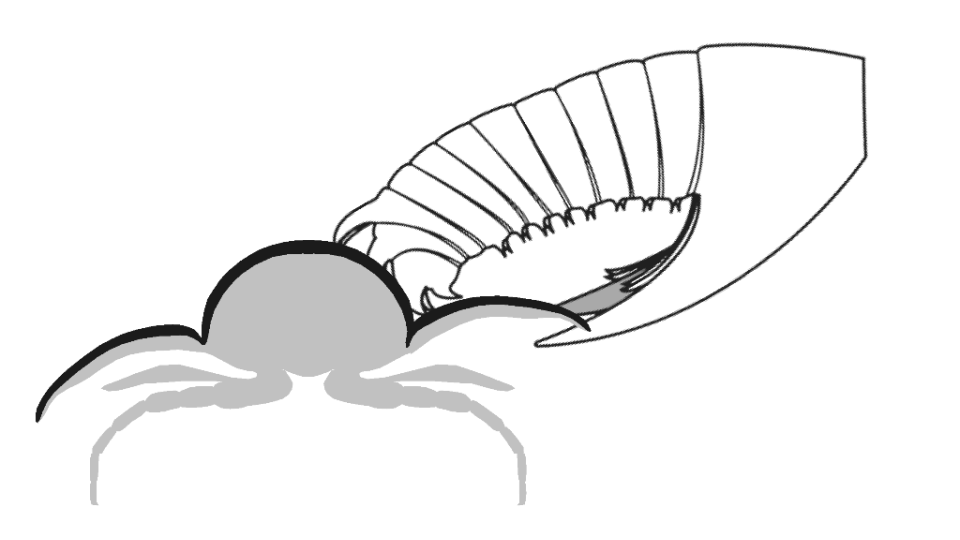 Schématické znázornění, jakým způsobem predátor trilobita "rozlouskl"