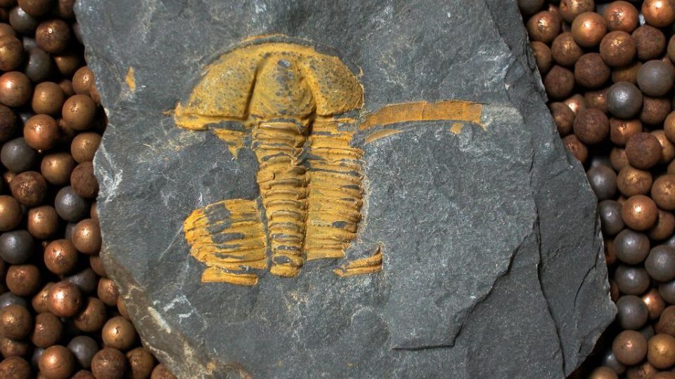 Pokousaný trilobit rodu Conocoryphe. Jedinec z buchavského souvrství v okolí Skryjí, délka 35 mm.