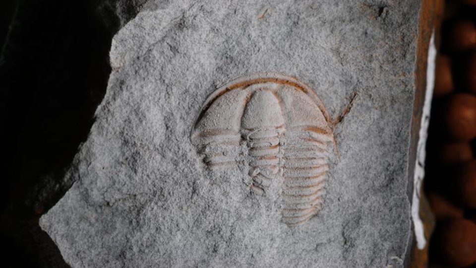 Pokousaný trilobit rodu Conocoryphe. Jedinec z buchavského souvrství v okolí Skryjí, délka 11 mm.
