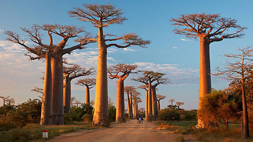 Na vanilkový ostrov Madagaskar za usměvavými lidmi - baobaby