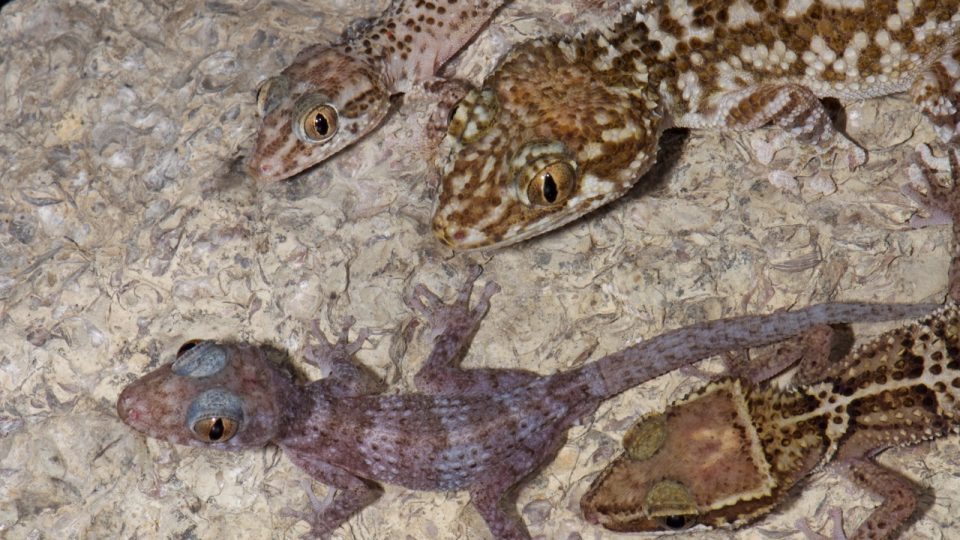 Různorodost gekonů na Madagaskaru