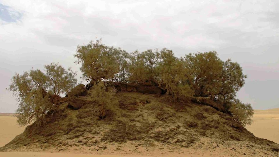 Poslední zbytky vegetace u Baharyia