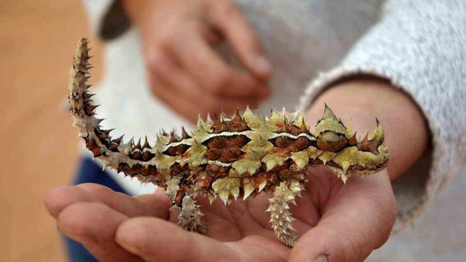 Thorny Devi, australské "zvířátko" Thorny Devi, australské "zvířátko"