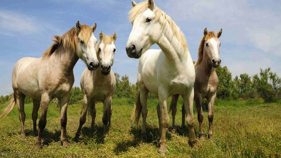 camargský kůň který doprovází velkou romskou pouť