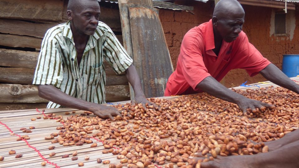 Staří Ghaňané suší kakaové boby