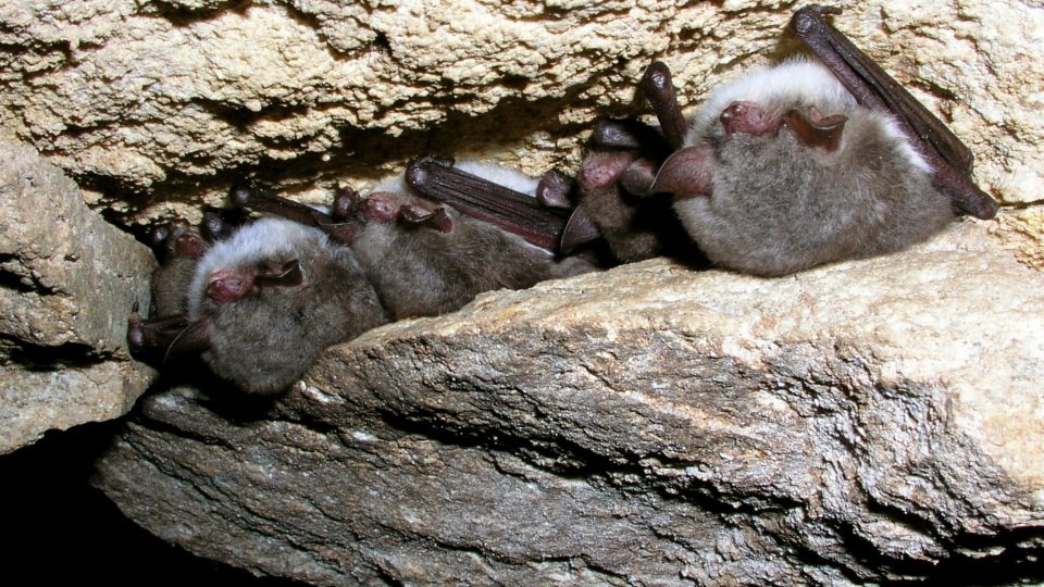 Netopýr řasnatý v Chýnovské jeskyni