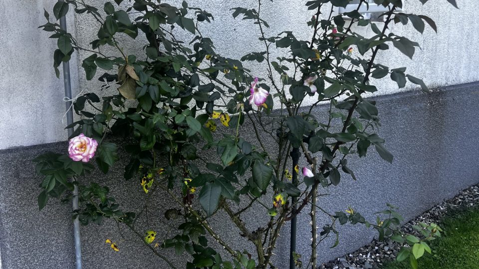 S Václavem Žmolíkem na návštěvě u herečky Marty Vančurové