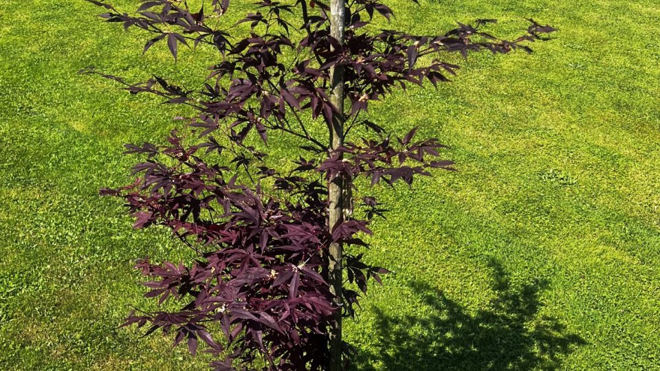 S Václavem Žmolíkem na návštěvě u herečky Marty Vančurové