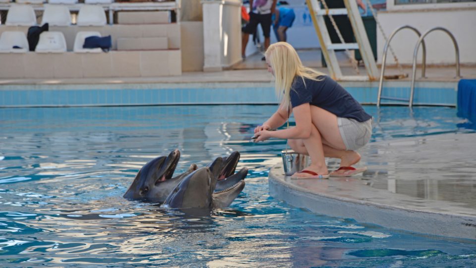 Kmení delfínů