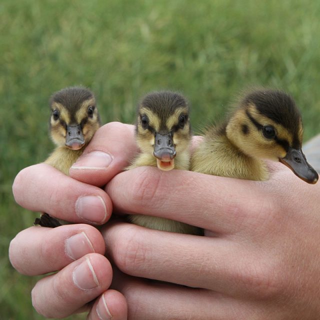 tři kachňata | foto: David Zítek