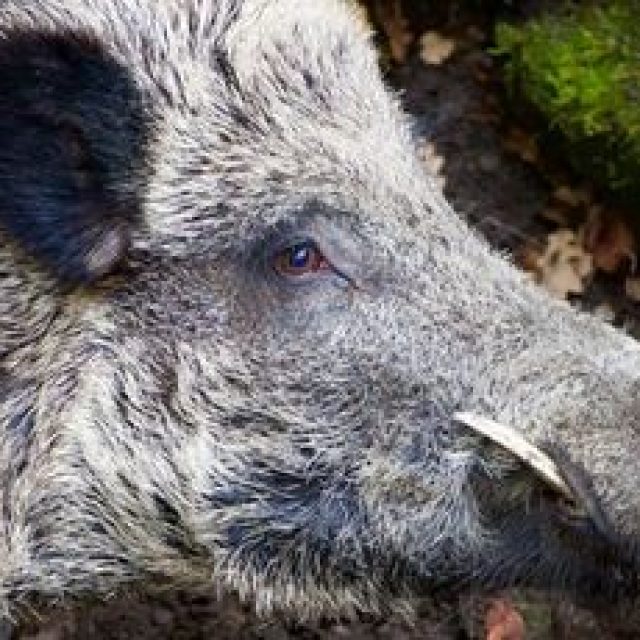 Divočák | foto: Fotobanka Pixabay