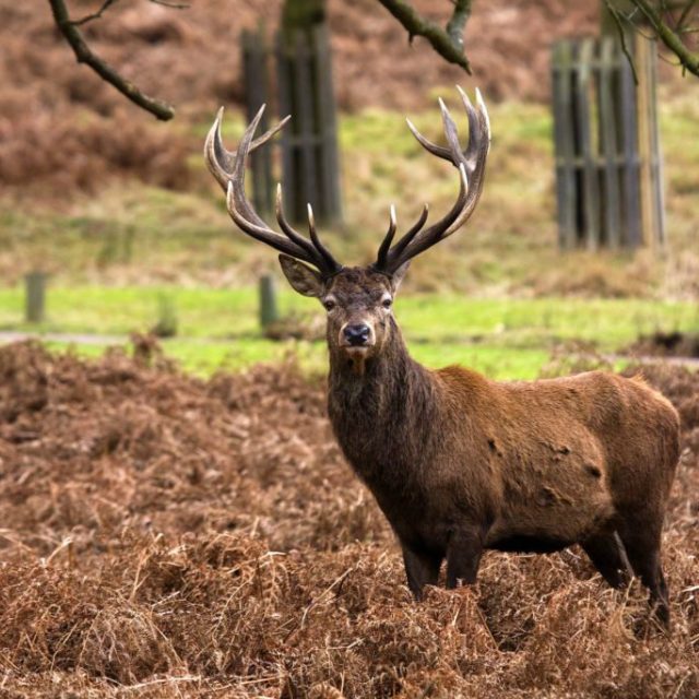 Jelen,  statný a obrovitý,  přesto ohrožený | foto:  Hlasy Jelenů