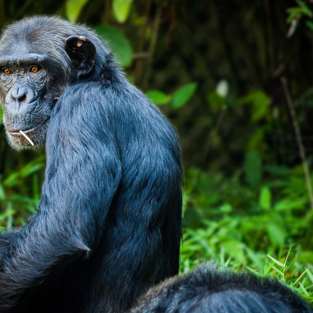 šimpanz | foto: Fotobanka Pixabay