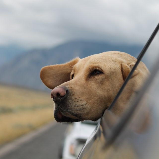 Jak bezpečně cestovat se zvířetem? | foto:  Emerson Peters,  Fotobanka Unsplash