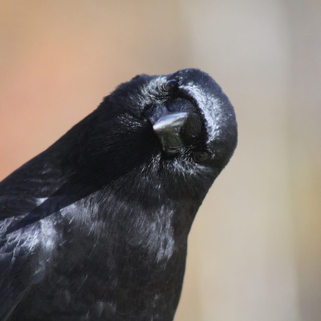 Jak si hrají vrány? | foto:  mycol,  Fotobanka Pixabay,  Licence Pixabay