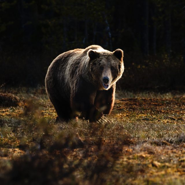 Medvěd v lese | foto: Zdeněk Macháček,  Fotobanka Unsplash