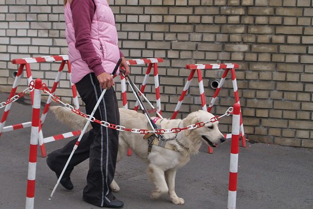 vodíci pes při ukázce práce | foto: Jan Profous