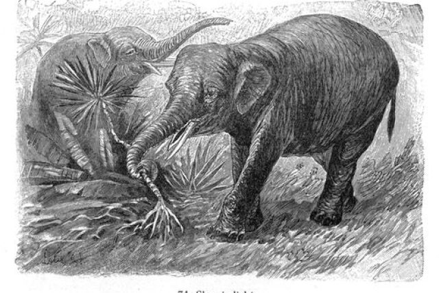 Slon indický | foto: Stanislav Lolek