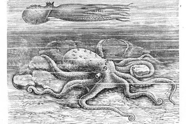 Chobotnice obecná | foto: Stanislav Lolek