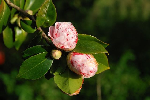 Camellia japonica  (foto uživatel Alvesgaspar) | foto: licence Creative Commons Attribution 3.0 Unported