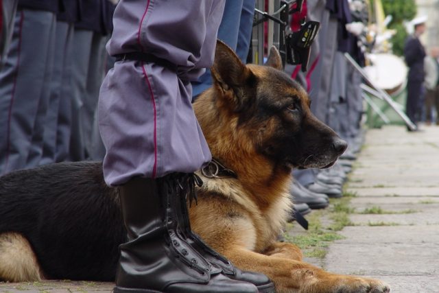 Policejní pes,  ilustrační obrázek | foto: Luca Cinacchio