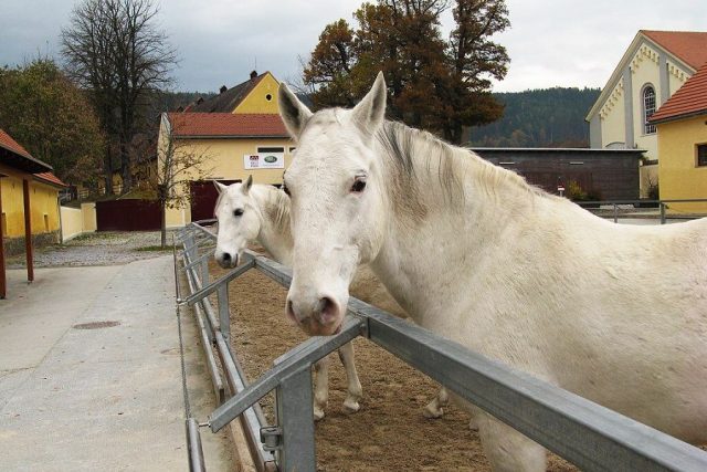 Lipicáni jsou světoznámým symbolem Rakouska | foto: Vojtěch Berger