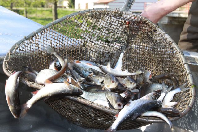V našich řekách je čím dál víc látek z léků,  které způsobují neplodnost ryb | foto:  Unipetrol