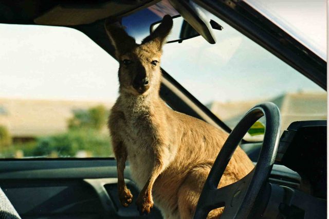 Klokan,  který nechtěl ven z auta | foto: Vlastimil Tichý