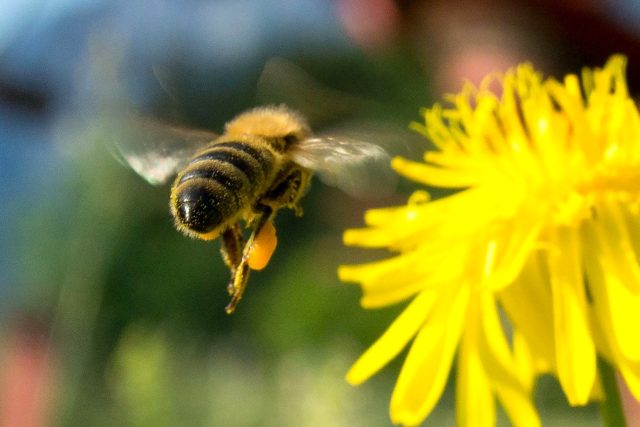 Včela | foto: CC0 Public domain,  Fotobanka Pixabay