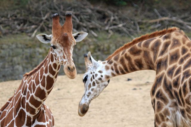 Ve výběhu u Safari kempu v ZOOlogické zahradě ve Dvoře Králové nad Labem máte jedinečnou možnost porovnat markantní rozdíl mezi žirafou síťovanou a Rothschildovou | foto: Simona Jiřičková