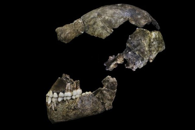 Sestavená lebka člověka Homo naledi | foto: Lee R. Berger