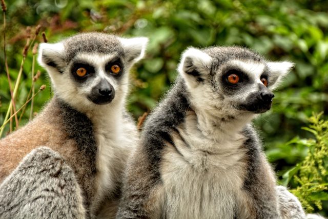 Práce s lemury nevyžaduje ani tak trpělivost,  jak spíš velkou dávku diplomacie a umění pochopit jejich hierarchii. A rozdělení do koalic | foto: Fotobanka Pixabay