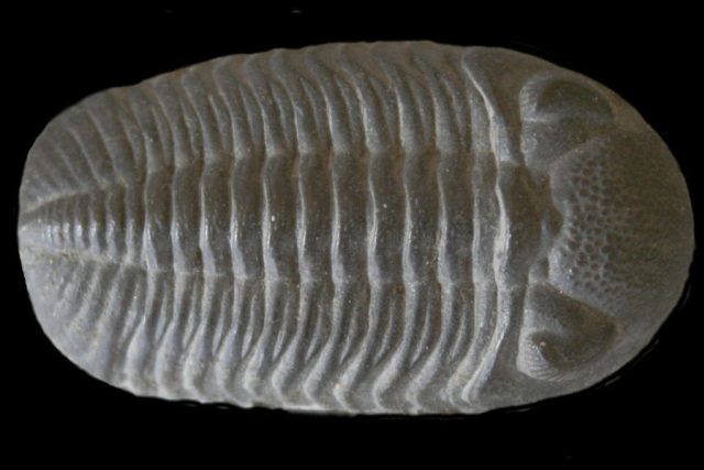 Trilobiti,  brouci z pravěku,  dodnes přitahují sbratěle | foto:  Creative Commons  (CC BY-SA 3.0),  Michael C. Rygel