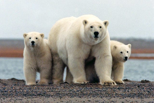 Lední medvědi se stali symbolem globálního oteplování | foto: Fotobanka Pixabay