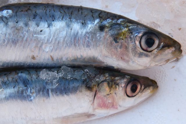 Co musí být na obalu pravých sardinek? Je to nápis konzervované sardinky. U těch „nepravých“ pak najdete konzervovaný výrobek typu sardinek | foto: CC0 Public domain