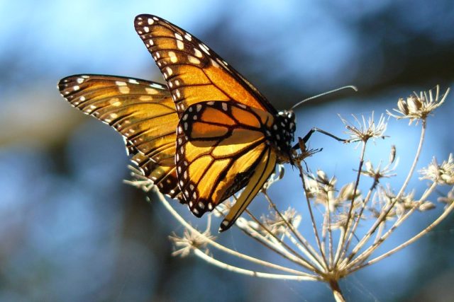 Monarch Butterfly,  Kalifornie | foto: licence Creative Commons Attribution 2.0 Generic