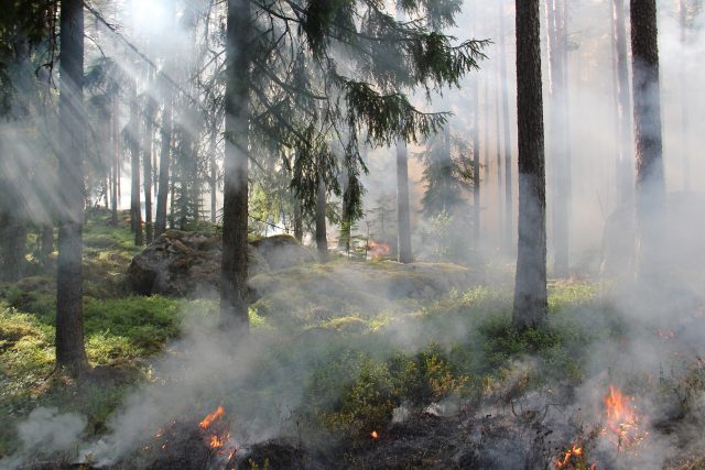 Řízené požáry vypadají sice drasticky,  ale pro udržení rozmanitosti krajiny jsou nezbytné,  upozorňuje biolog David Storch | foto: CC0 Public domain,  Fotobanka Pixabay