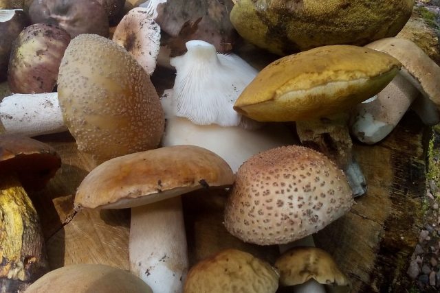 Na houby musíme většinou do lesa | foto: Tomáš Lörincz,  Český rozhlas