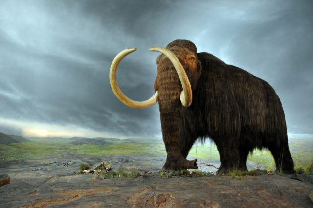 Zabila i mamuty planetka? | foto:  CC BY-SA 2.0,  Flying Puffin