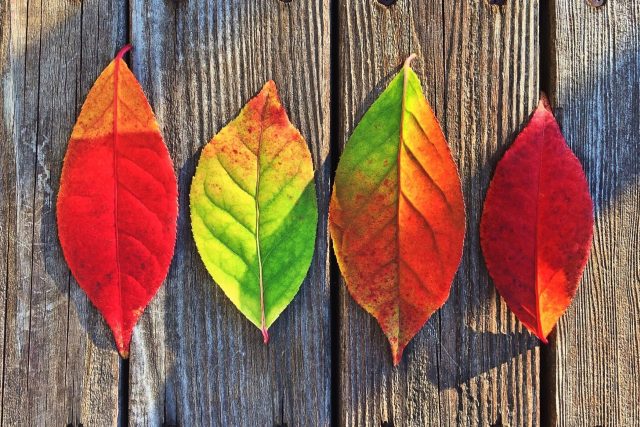 Kdy začíná podzim? A kdy začíná léto? Který den je nejdelší a který nejkratší? | foto: CC0 Public domain,  Fotobanka Pixabay