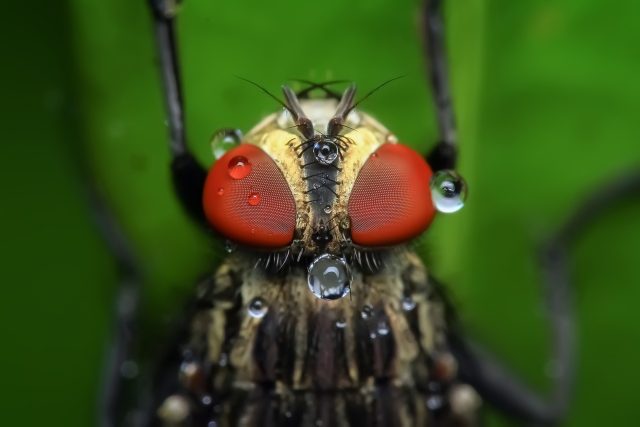 Zvířata vnímají magnetické pole Země pomoci proteinu v oku | foto: Fotobanka Pixabay