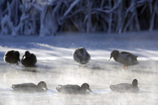 Na důsledky mrazu umře řada menších ptáků. S nimi ale i plno škůdců  (např. hraboši) | foto: ČTK